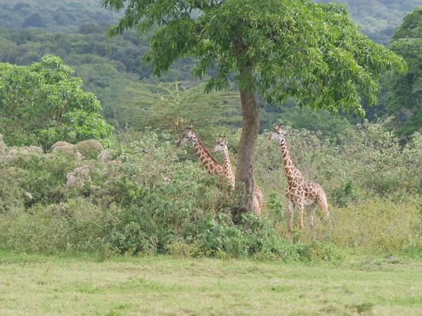 <h3><a href="/trips/tanzania/biota/animalia/chordata/mammalia/artiodactyla/giraffidae/giraffa camelopardalis/giraffa camelopardalis-nl.html">Giraffa&nbsp;camelopardalis</a> / Giraffe / Giraffe</h3>OM-1 Mark II met OLYMPUS M.150-400mm F4.5 TC, 1/2000 sec  bij F5.6, ISO 1600, afstand 189&nbsp;m